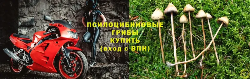 Псилоцибиновые грибы Magic Shrooms Гусь-Хрустальный